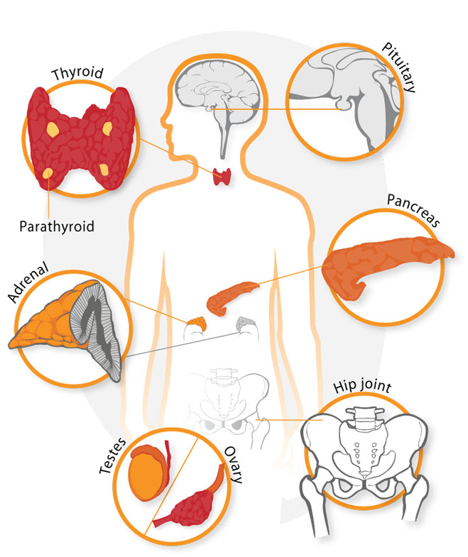 Endocrinologia/ormonali